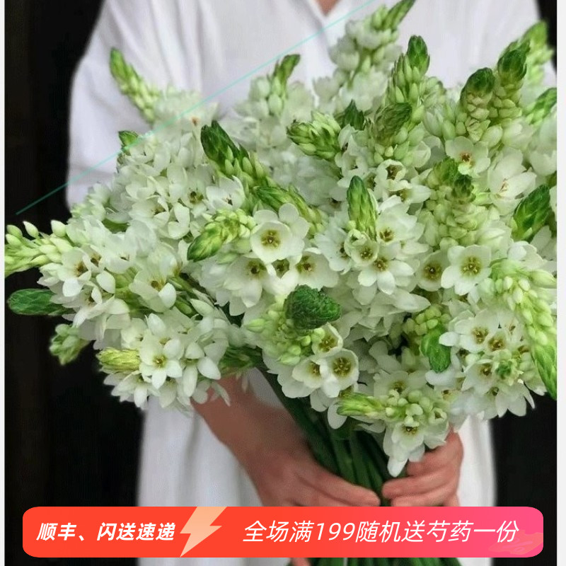 圣心百合 洁白花朵 花苞绽放 养眼醒目花卉 家居水瓶插花同城速递