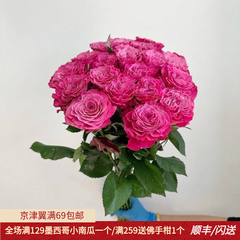 波浪纹蓝调玫瑰鲜切花北京直达