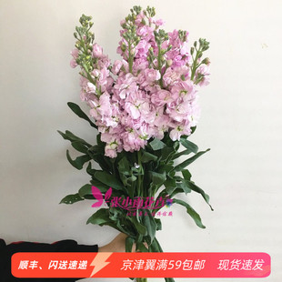 紫罗兰鲜切花香味型花卉办公室婚庆婚礼插花速递 鲜花北京同城