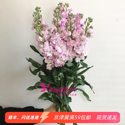 浓香味鲜花插花10枝紫罗兰水瓶