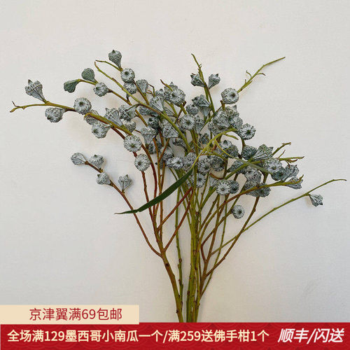 文艺花材尤加利果天然真花另类香味清香宜人可当干花北京鲜花速递