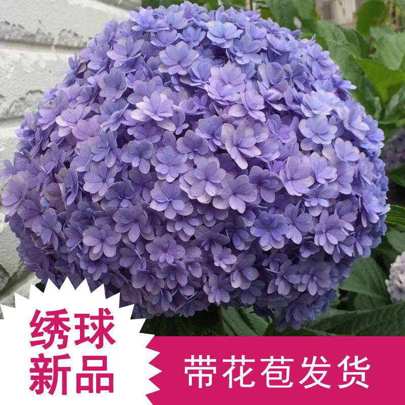 万华镜绣球大苗价格 万华镜绣球大苗图片 星期三