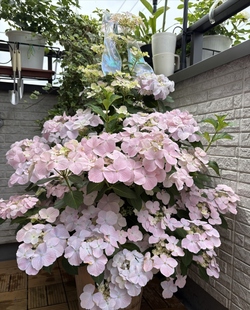 落跑新娘绣球花苗爬藤垂钓庭院花园耐寒四季花卉