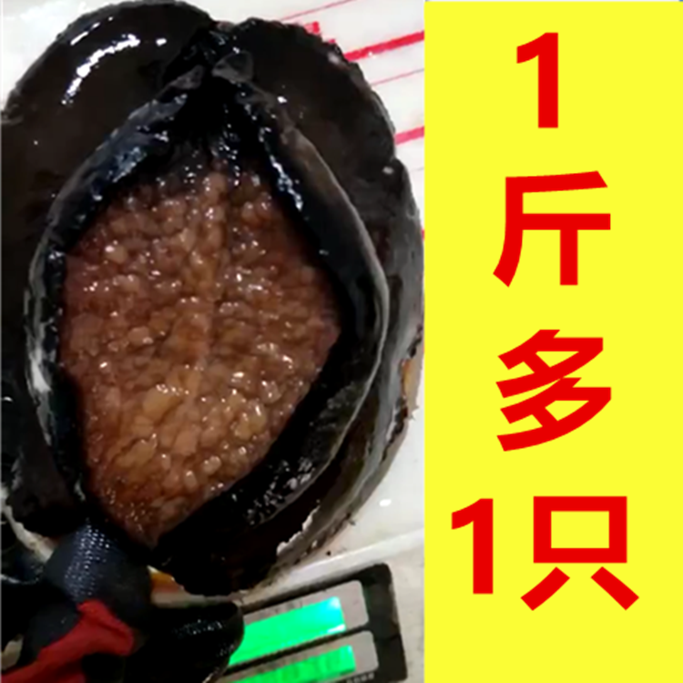 2斤一只天然活大鲍鱼刺身澳洲大鲍鱼黑金鲍鱼黑边鲍鱼炖汤海鲜