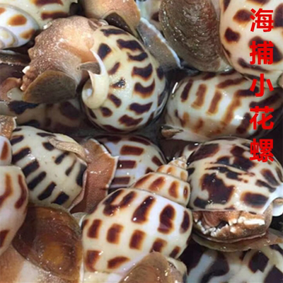 天然海鲜小花螺鲜活响螺红螺野生香螺小螺贝壳螺海螺海捕大海螺