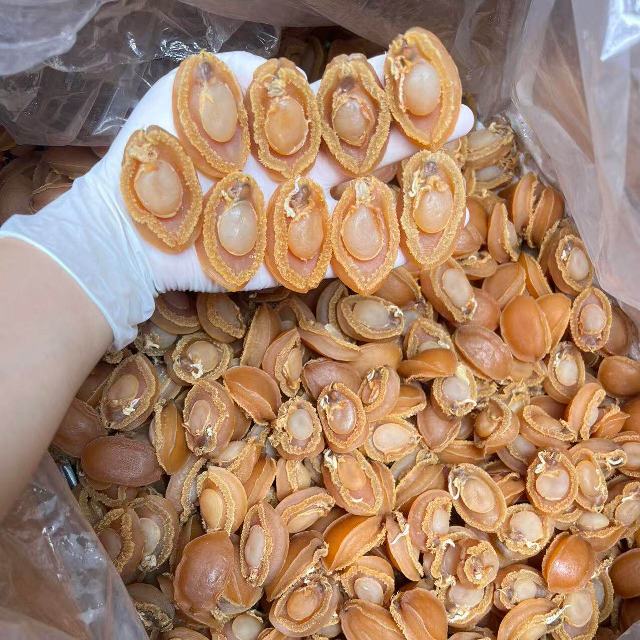 30头大连溏心干鲍鱼干货产地直销海鲜盘菜佛跳墙商用批发