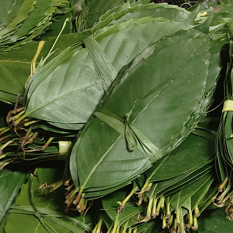 蒿子粑粑叶永顺包粑叶艾草青团垫叶清明果叶家用新鲜叶儿粑叶30片