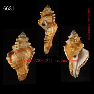 海螺标本（对图发货）14.5CM 嵌线螺 变形标本 奇形怪状螺体 6631