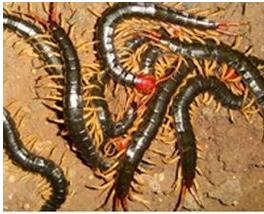 68 element/living thing centipede Red Head centipede centipede Arowana Cockfighting The fighting bird feed Paojiu centipedein the Pet/Pet food and supplies , Reptile/Insects and supplies Ming , Other reptiles/Ming insects  category - from Buy2taobao.com to provide professional Taobao agent buy service