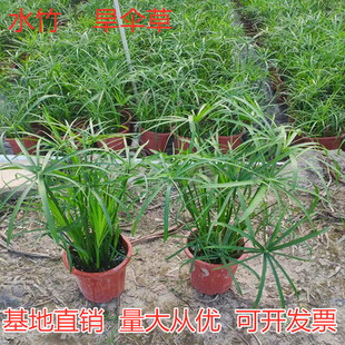 水葫芦植物 水生水培水养 凤眼莲菖蒲苗池塘水草水芙蓉铜钱草