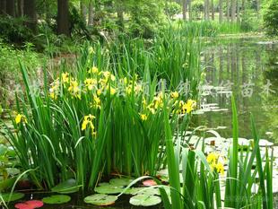 绿化水道 水池 水生植物黄菖蒲常绿鸢尾水竹再力花芦苇香蒲苗10颗