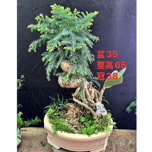 澳洲松树桩盆景杉树盆栽室内桌面净化空气植物水培绿植带土包邮