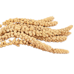 再再仓鼠零食玩具 天然黄谷穗 一根约20-30G 逗鼠高纤维