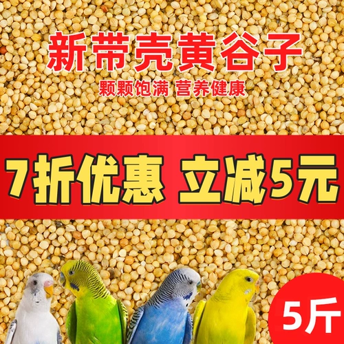 Новое желто -зерно с раковиной просо тигр кора пион черный феникс Маленький и средний.