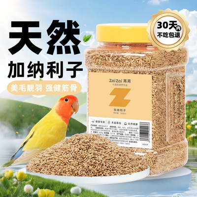 进口加纳利子颗粒饱满色泽透亮