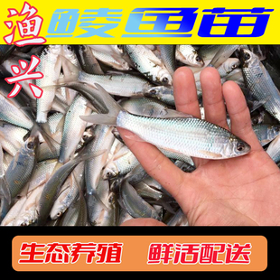 鲮鱼鱼苗土鲮鱼苗淡水鱼苗批发本地麦鲮泰鲮罐头鱼苗鲜活活鱼饲料