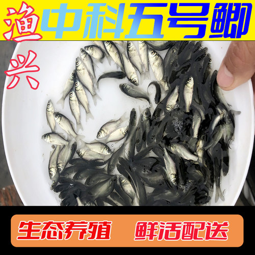 鲫鱼苗土鲫淡水养殖食用草鱼