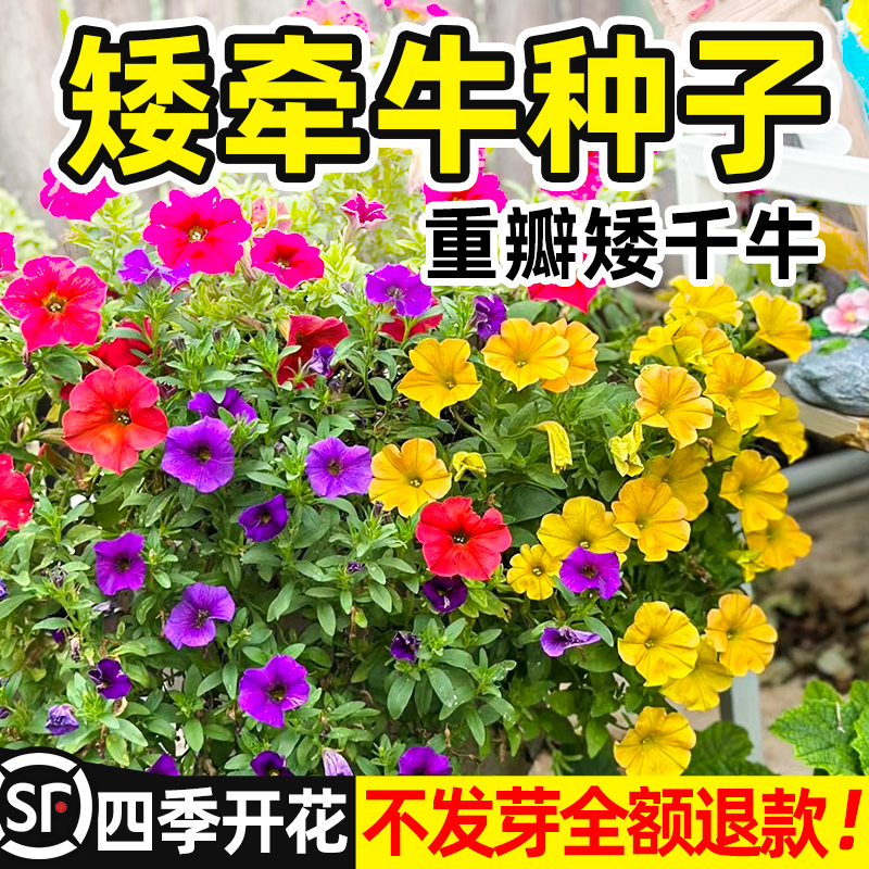 牵牛花种孑重瓣矮牵牛花四季播种开花垂吊喇叭花室内外盆栽花籽子