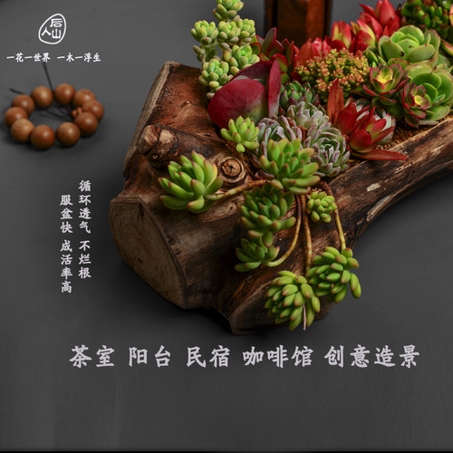 网红创意原生态多肉烂木头花盆简约个性阳台唐印石斛老树桩枯木槽 - 封面