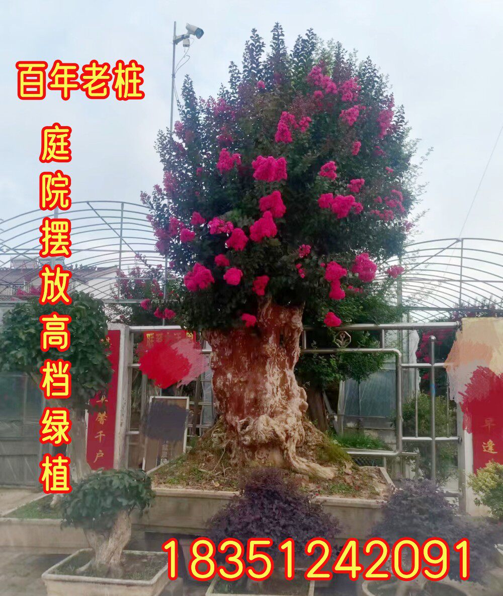 百日红大型紫薇盆景树桩红火箭红造型盆景