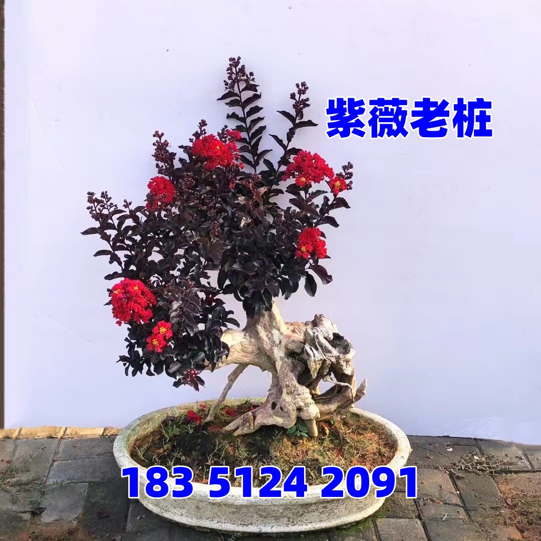 实拍中型紫薇盆景树桩老桩百日红造型盆景