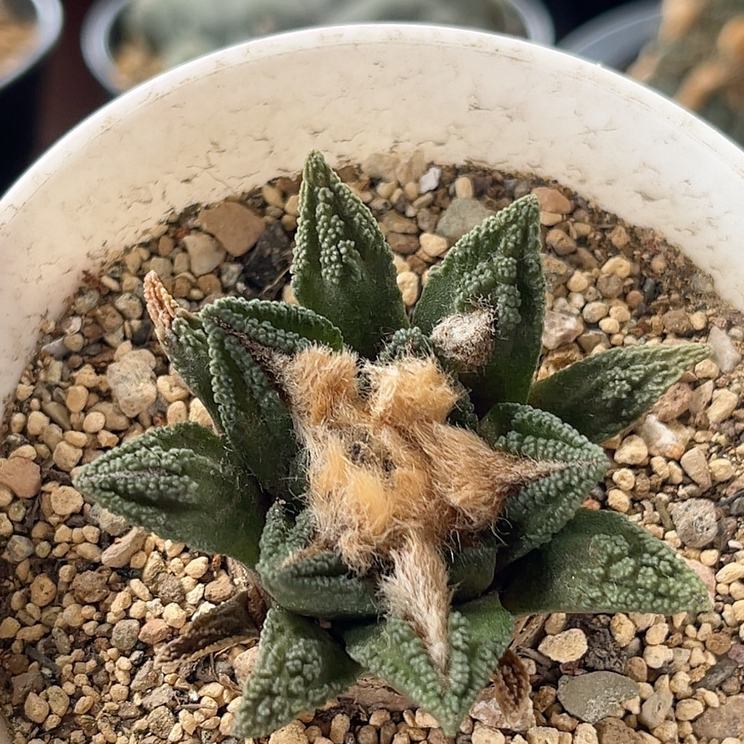 螺旋辛顿牡丹 实生开花精品仙人球