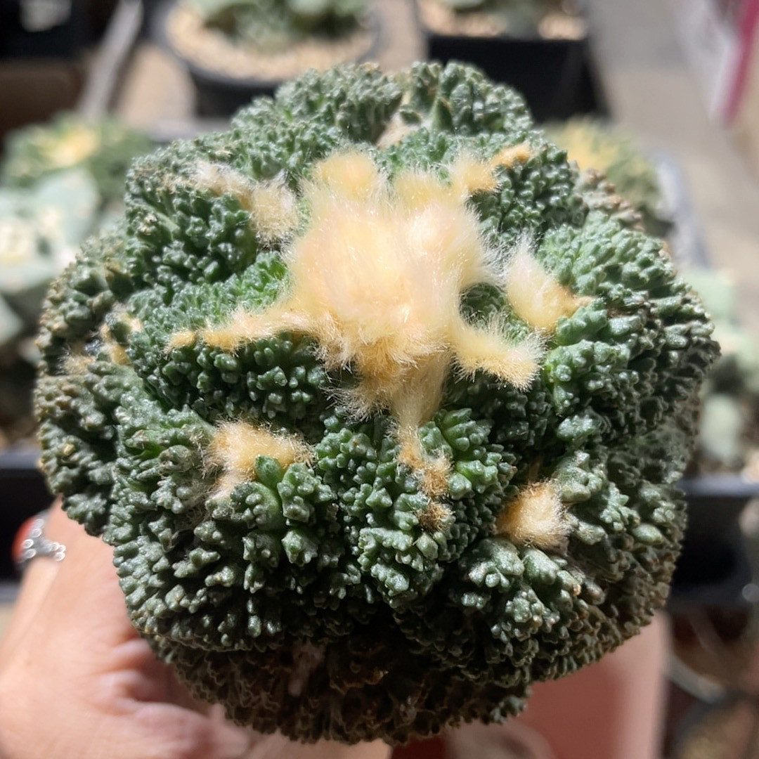 菜花哥斯拉牡丹 开花精品仙人球