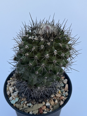 产地鱼鳞丸 龙爪球属 实生 开花精品仙人球