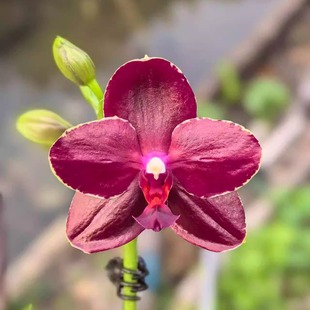 蕊纳斯1671蝴蝶兰原生趣味蜡质带香味2.8寸杯花苗带花剑带花苞