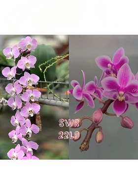 苏园的SWR 22L9蝴蝶兰2.5寸杯仅是苗无花剑无花苞