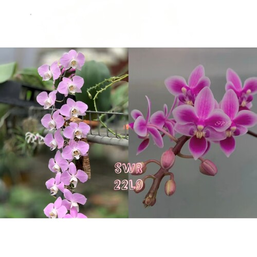 苏园的SWR 22L9蝴蝶兰2.5寸杯仅是苗无花剑无花苞
