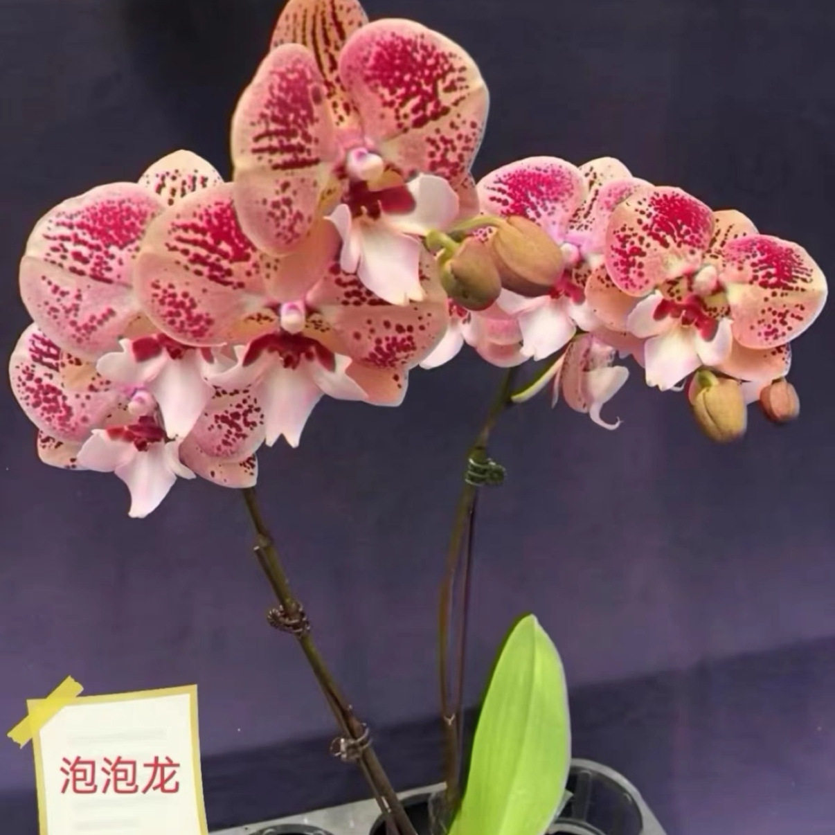 新品稀少品种蝴蝶兰室内美观趣味