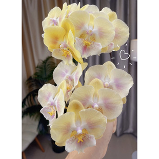 顺泰大舌头蝴蝶兰1086奶黄包蝴蝶兰2.8寸杯花苗带花剑基地包邮