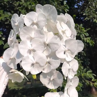4.5寸杯水结晶1288蝴蝶兰台湾美琪蝴蝶兰开花株花开对版基地包邮