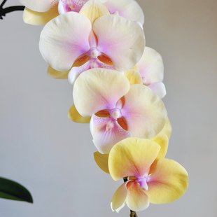 包邮 桃面玉唇蝴蝶兰开花株3.0寸杯花苗带花剑带花苞开花对版 基地