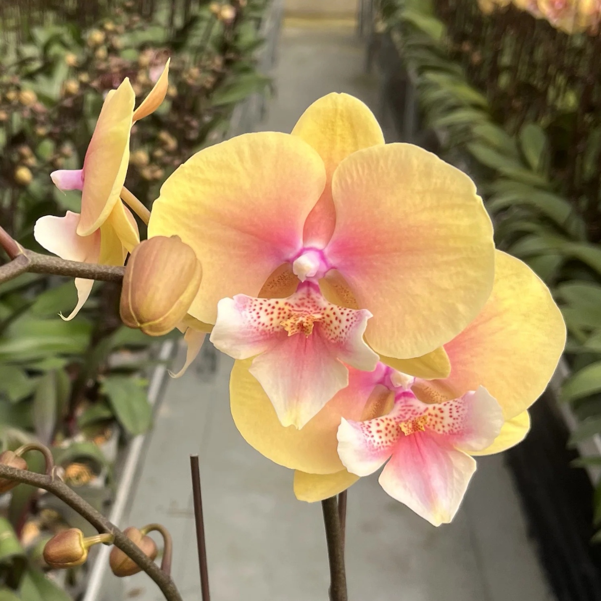 3.5寸大壮苗黄桃之梦蝴蝶兰仅是苗无花剑