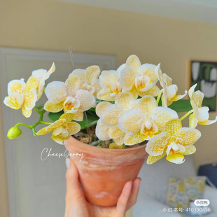 稀有品种蝴蝶兰雅风黄金豹2.8寸杯花苗无花剑花开对版