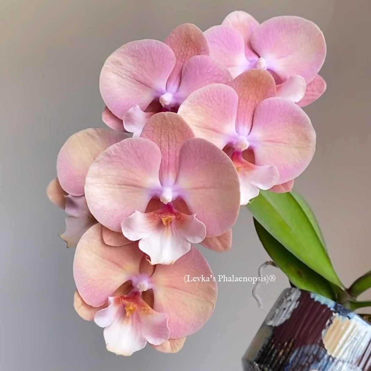 台湾苗红茶蝴蝶兰花开对版