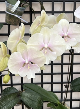 4.5寸杯柠檬果茶蝴蝶兰1155-901仅是苗无花剑