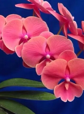 稀少台湾品3.0寸N0710 Orange蝴蝶兰仅是苗无花剑顺丰包邮