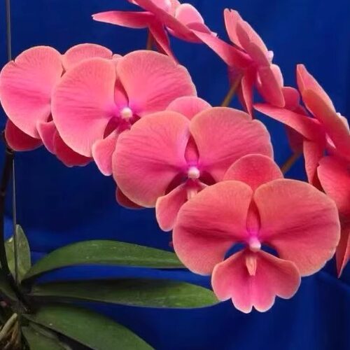N0710Orange蝴蝶兰花开对版