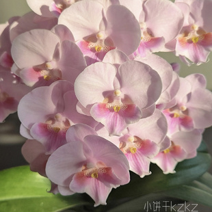 包邮 5.5寸杯龙兰粉娇娘蝴蝶兰花苗无花剑丰花仙气花开对版 基地