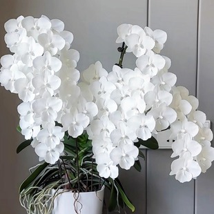 多花剑白天鹅蝴蝶兰花苗带花剑花开对版基地包邮