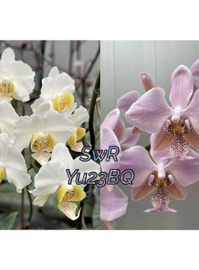 苏园的SWR 23bq蝴蝶兰1.7寸杯仅是苗无花剑无花苞