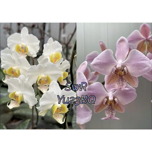 SWR23bq蝴蝶兰1.7寸杯花苗