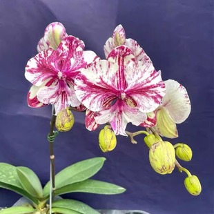 台湾品海棠朵朵蝴蝶兰1.7杯花苗无花剑花开对版顺丰包邮