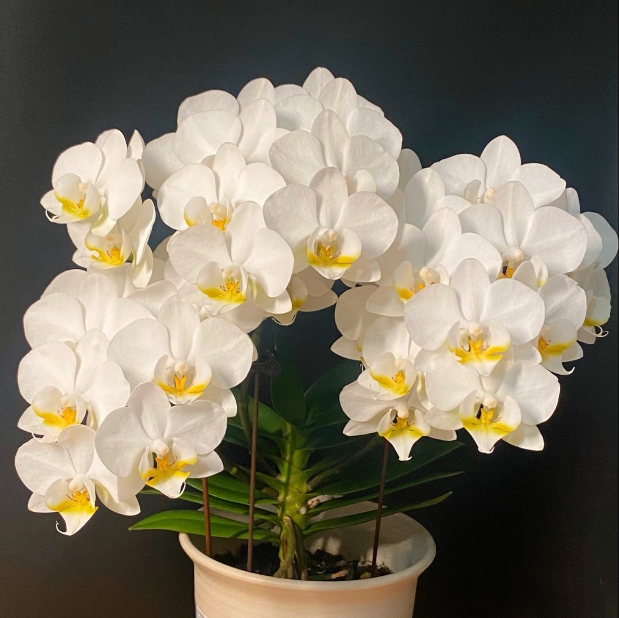 欧品莱西蝴蝶兰2.8寸杯花苗带花剑桌面爆花机器开花对版基地包邮