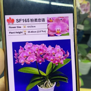 三花剑开花株福利