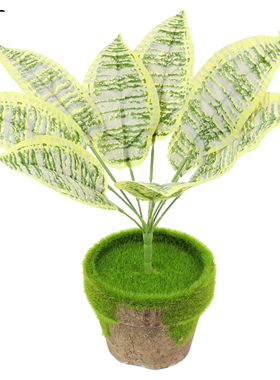 植物墙小盆栽插花绿萝草坪龟背叶
