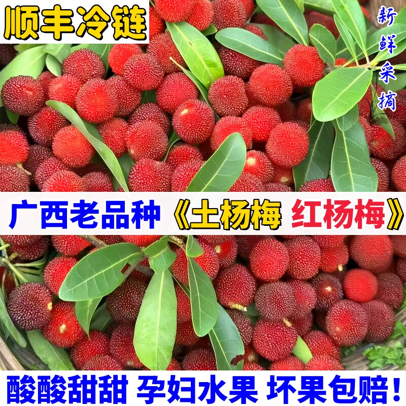 广西当季新鲜杨梅当天采摘土杨梅童年记忆酸甜杨梅孕妇水果